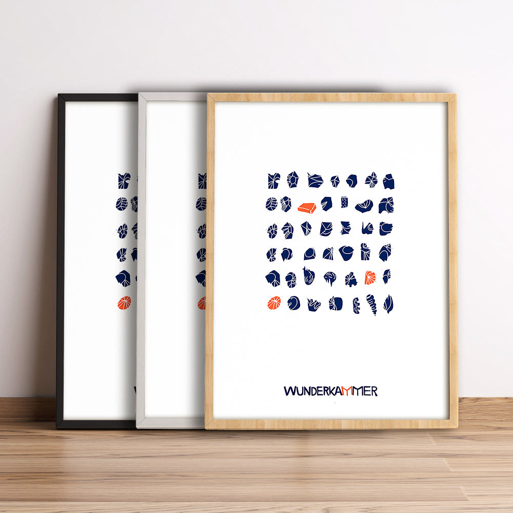 Wunderkammer (shells)