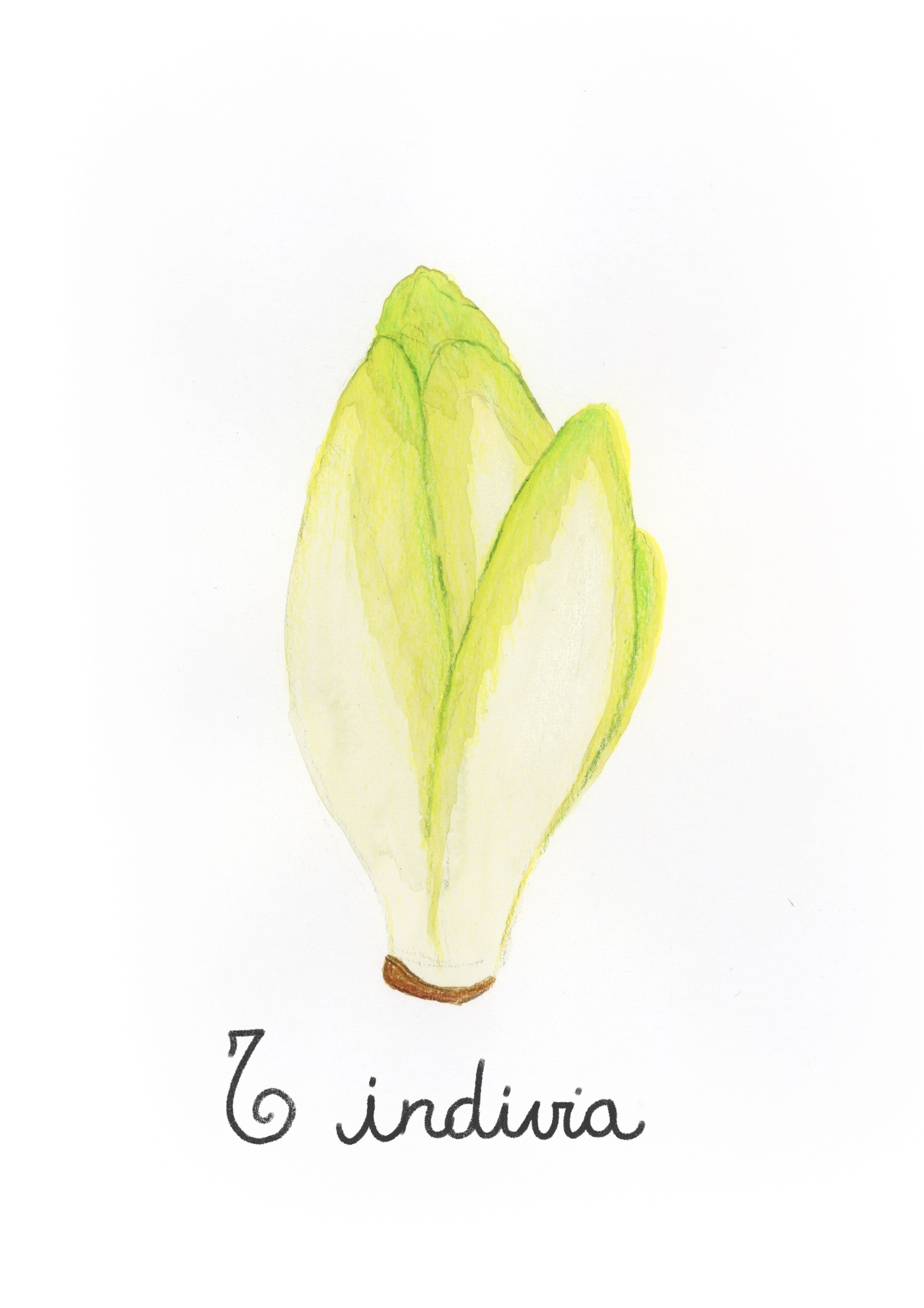 I come Indivia - Alfabeto Vegetale