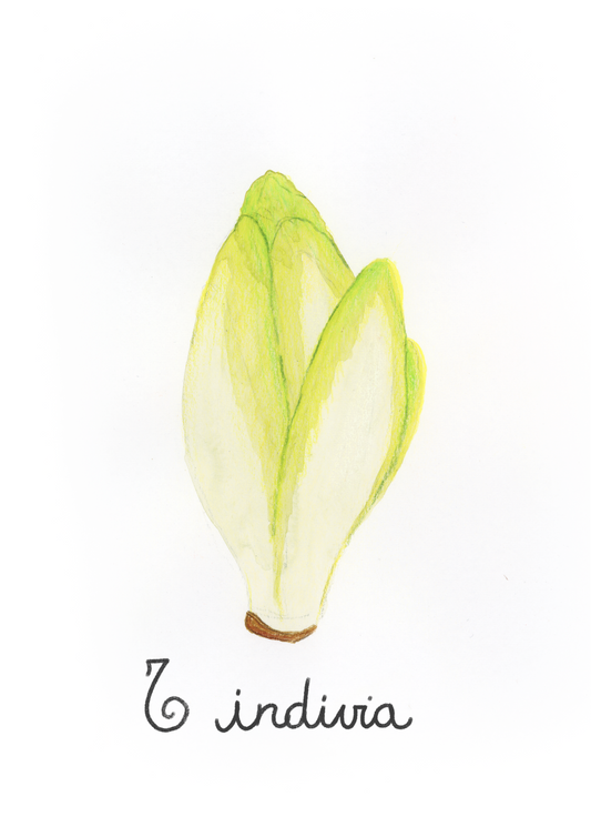 I come Indivia - Alfabeto Vegetale