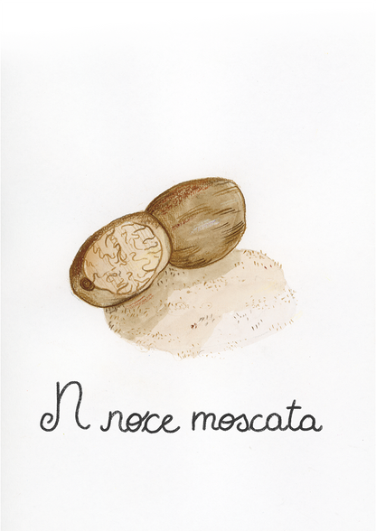 N come Noce Moscata - Alfabeto Vegetale
