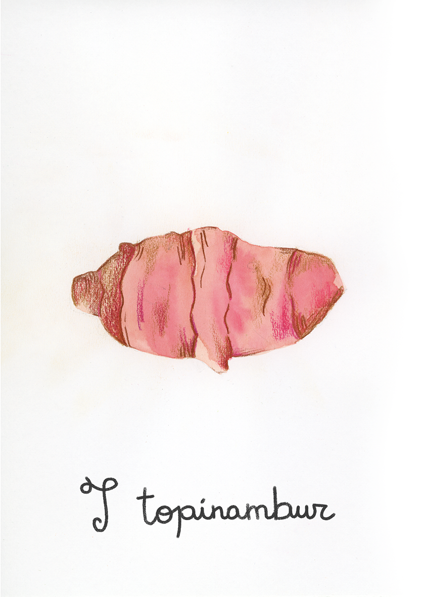 T come Topinambur - Alfabeto Vegetale