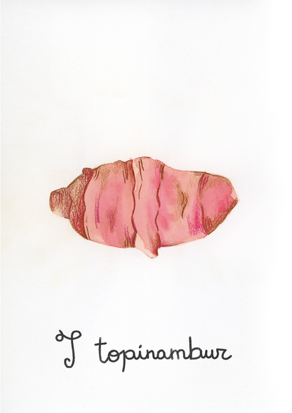 T come Topinambur - Alfabeto Vegetale