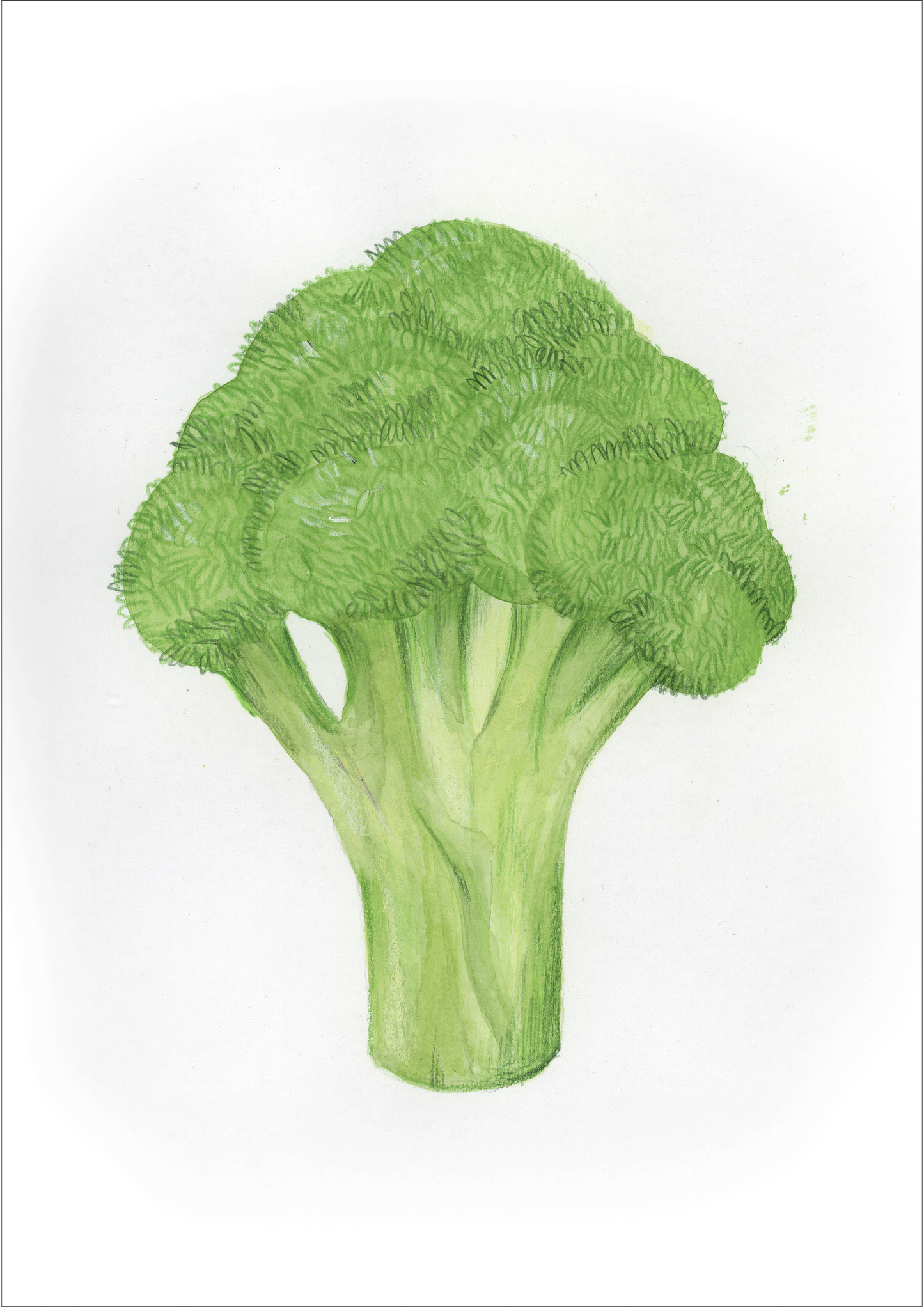 B come Broccolo - Alfabeto Vegetale