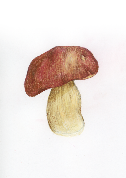 F come Fungo - Alfabeto Vegetale