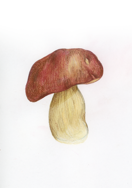 F come Fungo - Alfabeto Vegetale