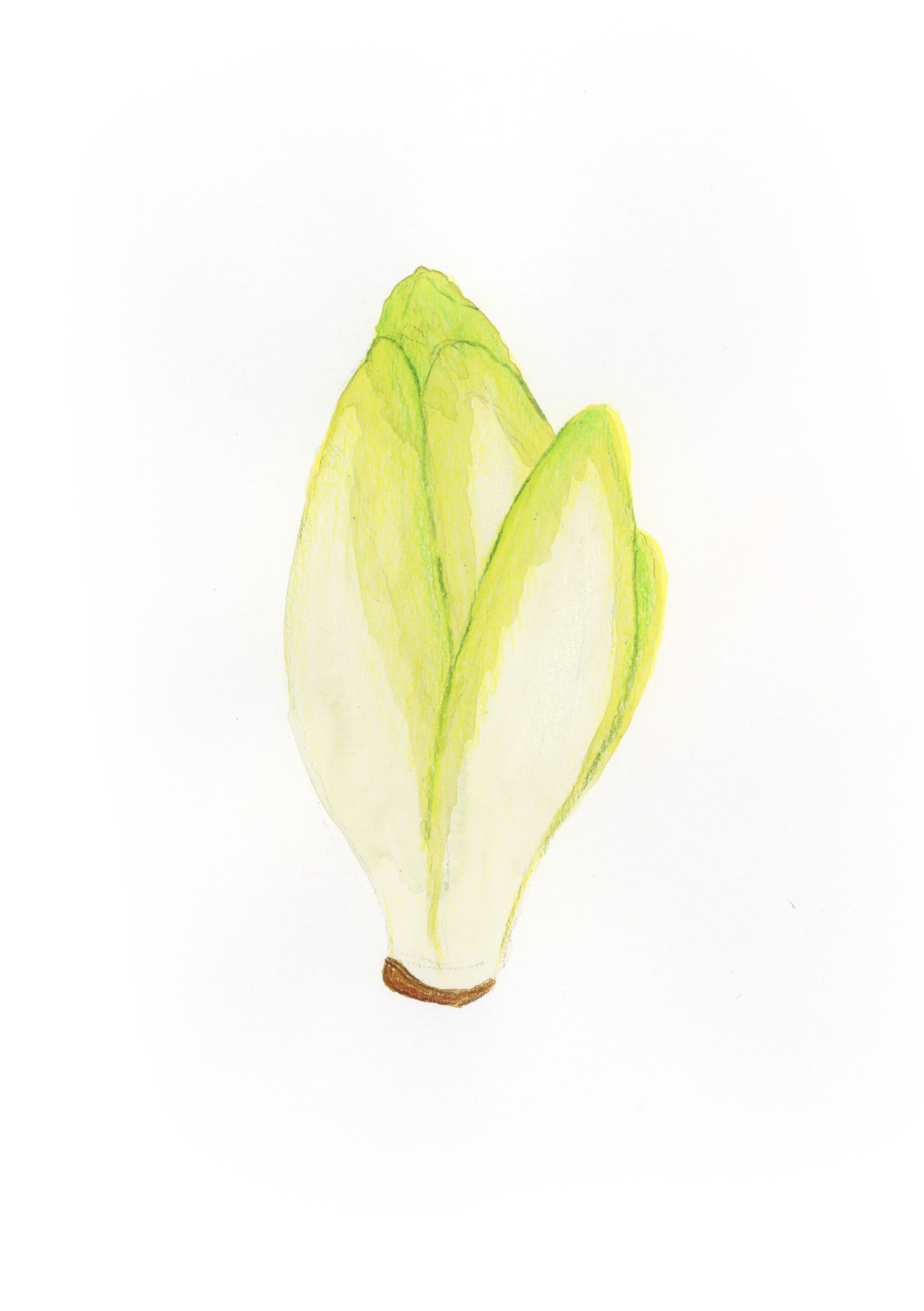 I come Indivia - Alfabeto Vegetale