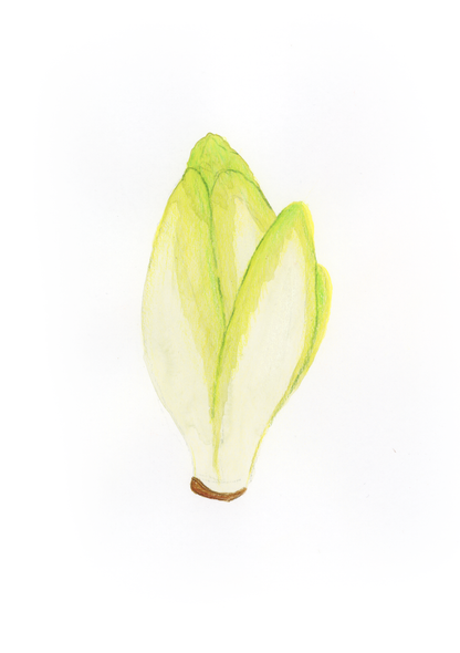 I come Indivia - Alfabeto Vegetale