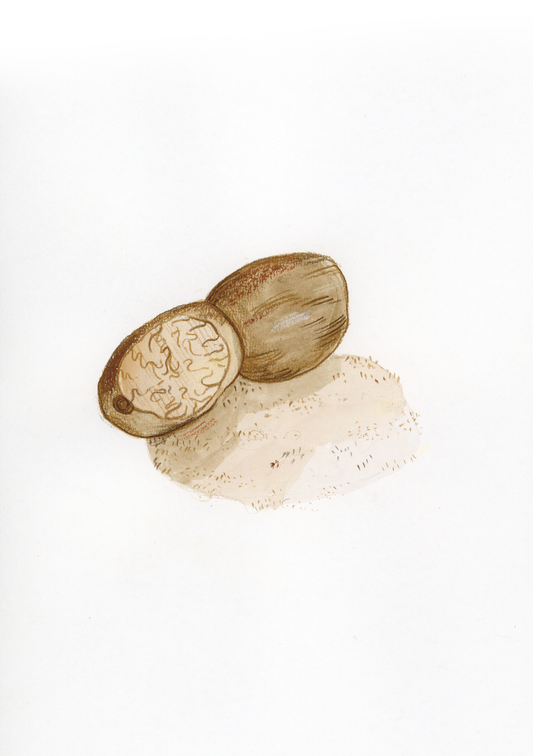 N come Noce Moscata - Alfabeto Vegetale