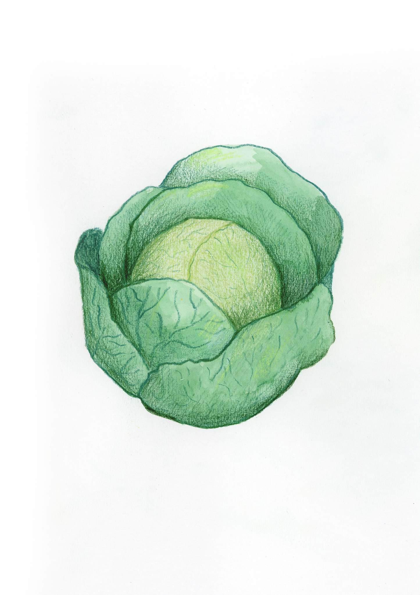 V come Verza - Alfabeto Vegetale