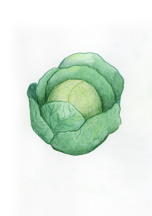 V come Verza - Alfabeto Vegetale