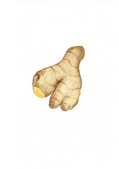 Z come Zenzero - Alfabeto Vegetale