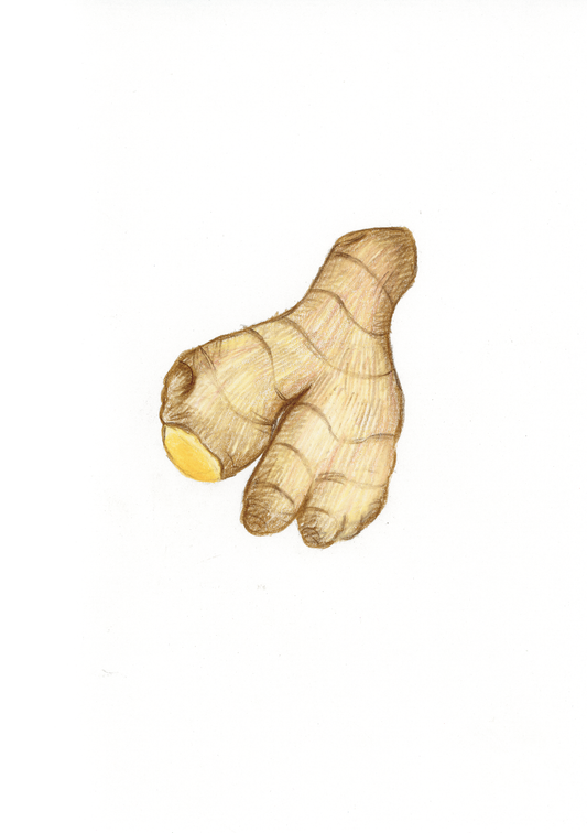 Z come Zenzero - Alfabeto Vegetale